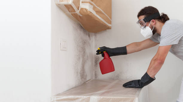 Professional Attic Mold Remediation technician working in Linkwood, MD