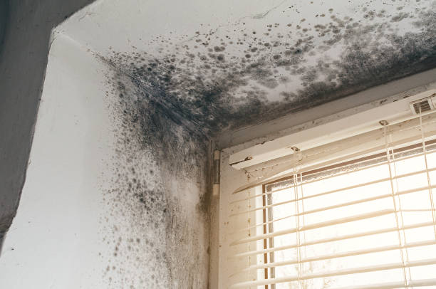 Affordable Attic Mold Remediation solutions in Linkwood, MD