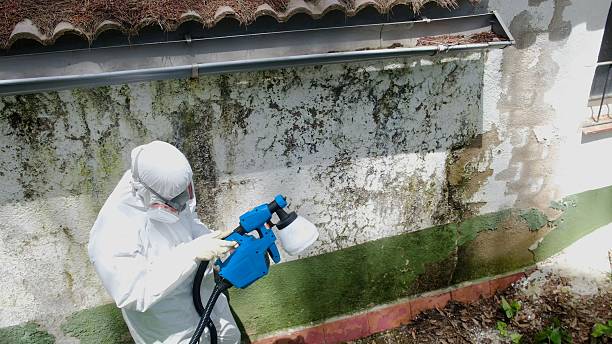 Top rated local Attic Mold Remediation specialists in Linkwood, MD